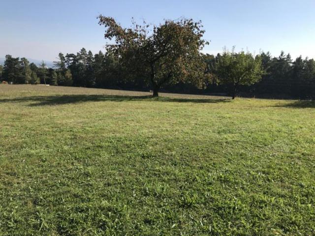 Campsite Meadow By The Forest *